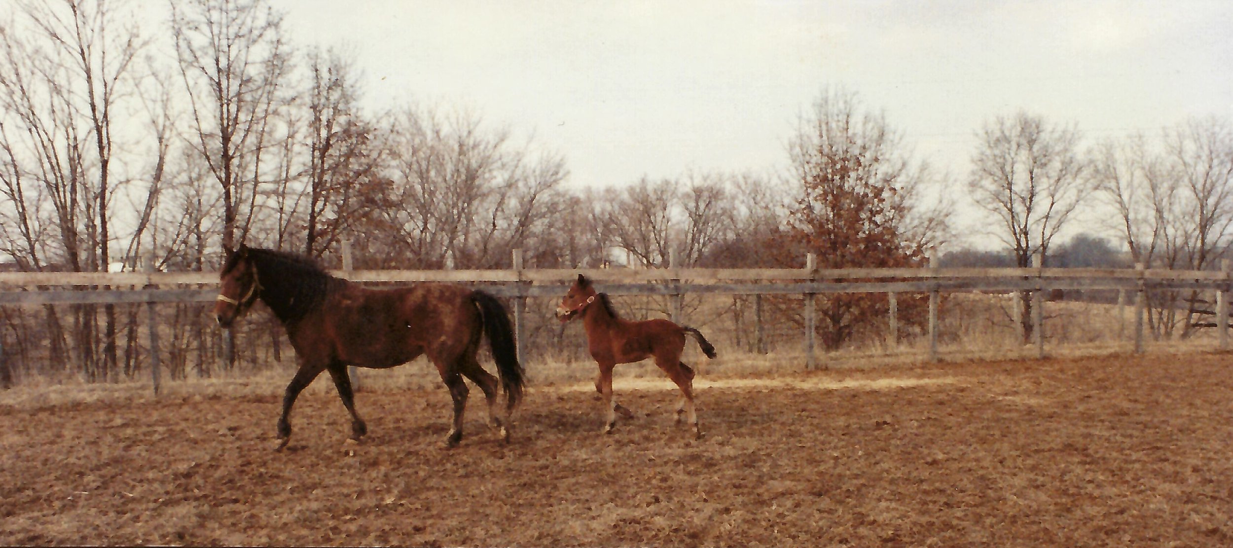 Rosita and Cesar as a foal cantering.jpg