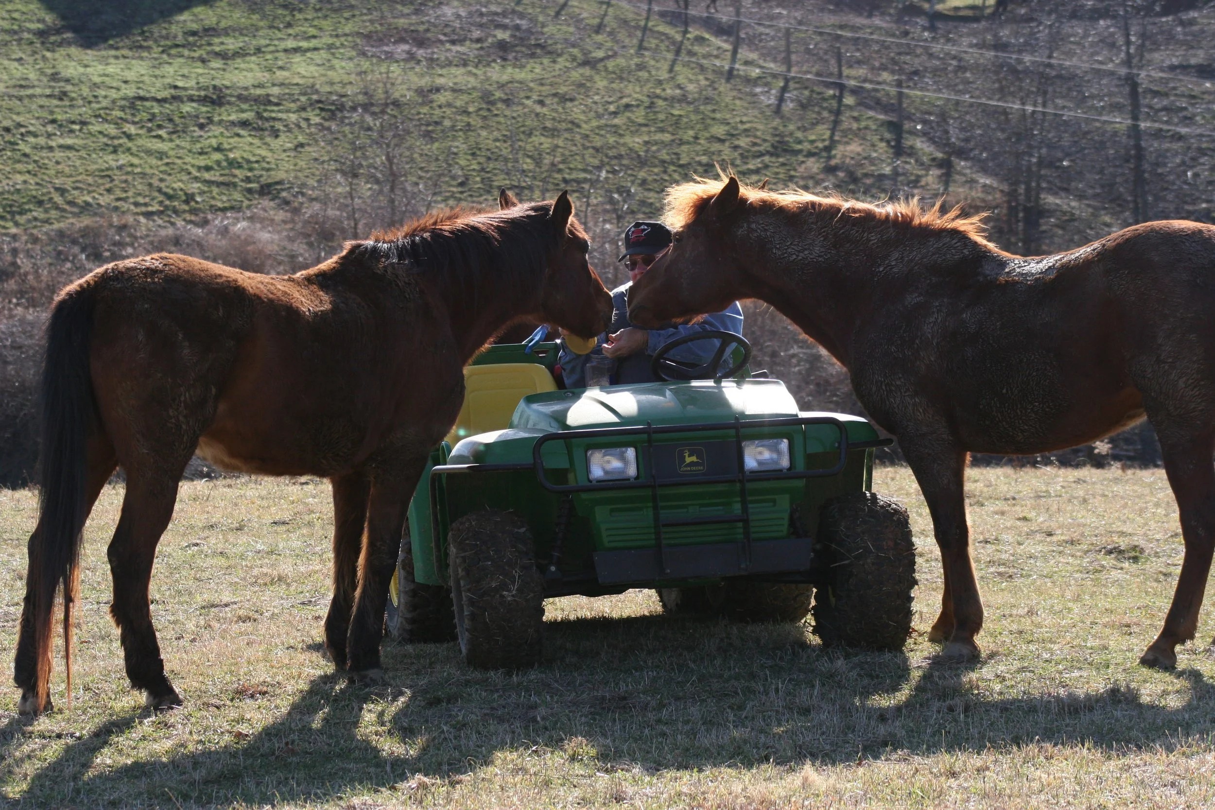 Harland in Gator feeding Cesar and Caliente_2006_8652.JPG