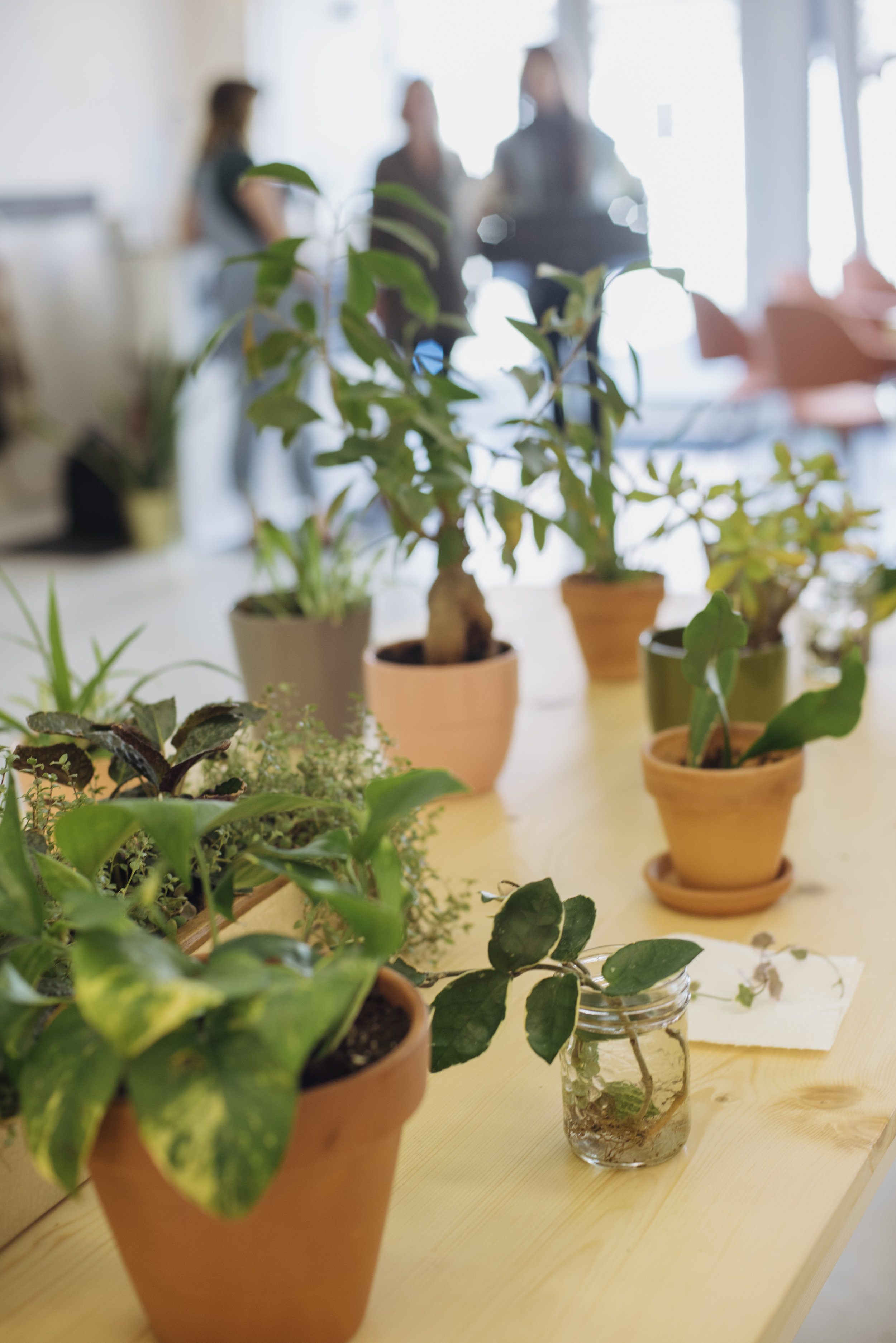 As humans, we have an innate connection the nature. By growing plants, we can harness the powerful benefits they offer. Photo by Cedar Coast Photography