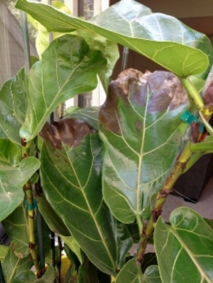 A common problem with Fiddle Leaf Fig ( Ficus layrata) caused by root rot (too much moisture). Let the top 3" dry out completely, provide exceptional drainage and remove excess water.
