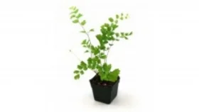 If you have a mature Maidenhair, try and divide her! Pull gently on an outer clump, using a knife to loosen, plant in sterile potting soil or grow in water!