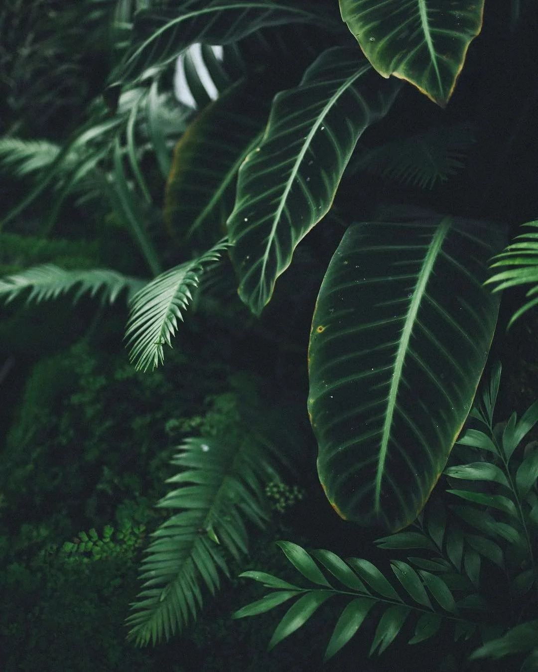 Green tropical foliage close-up