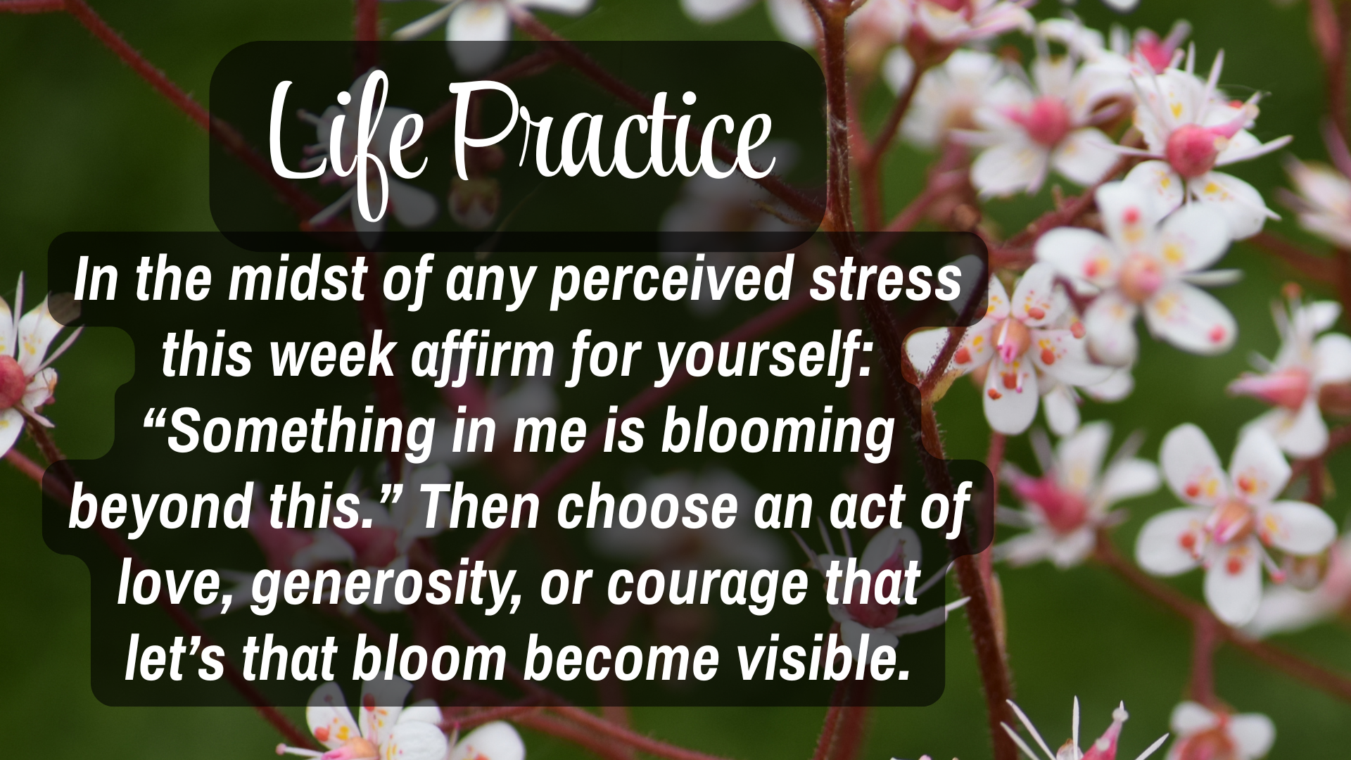  Life Practice

In the midst of any received stress this week affirm for yourself: "something in me is blooming beyond this." Then choose an act of love, generosity, or courage that let's that bloom become visible. 
