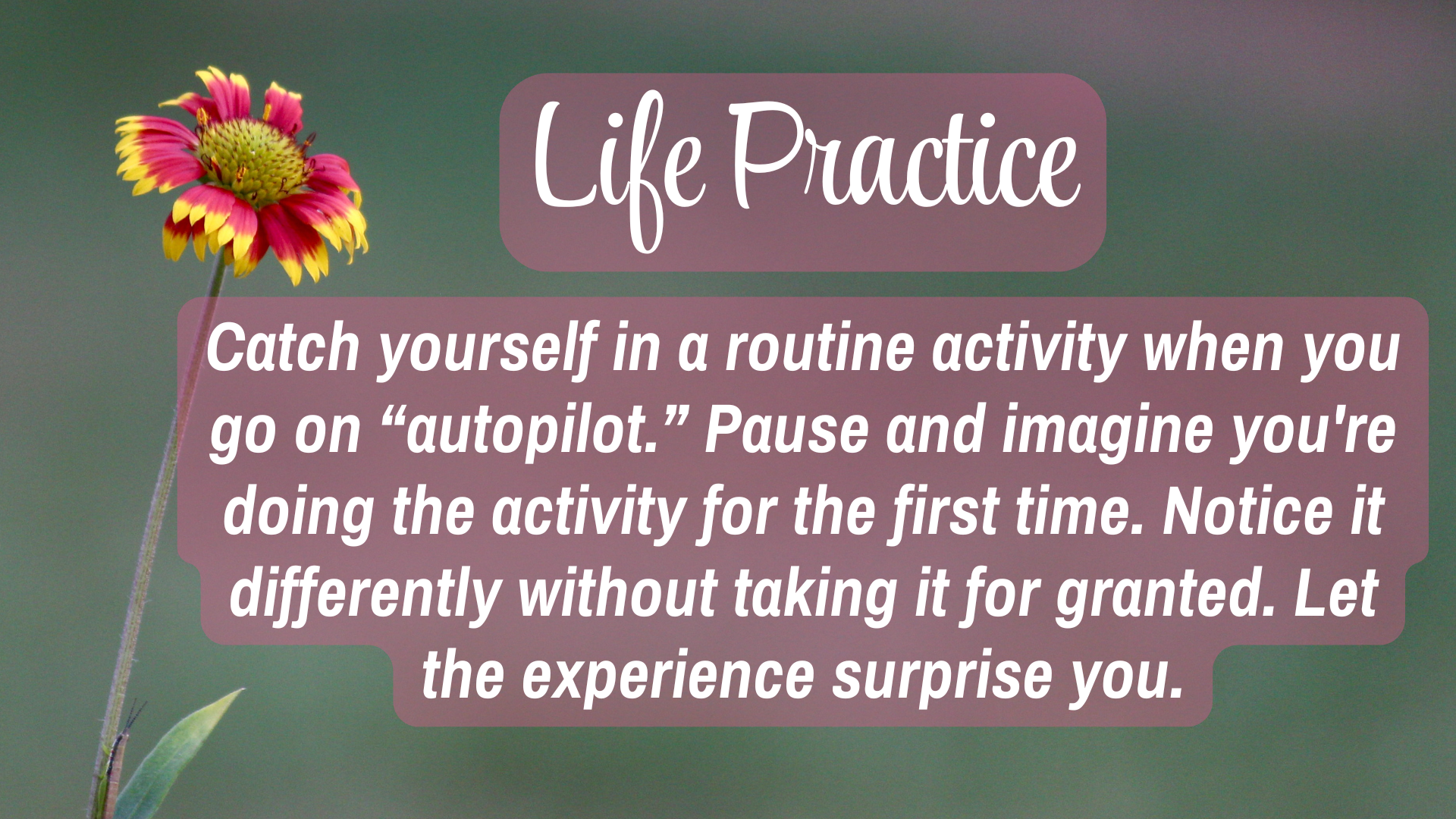 Life Practice

Catch yourself in a routine activity when you go on "autopilot." Pause and imagine you're doing the activity for the first time. Notice it differently without taking it for granted. Let the experience surprise you.