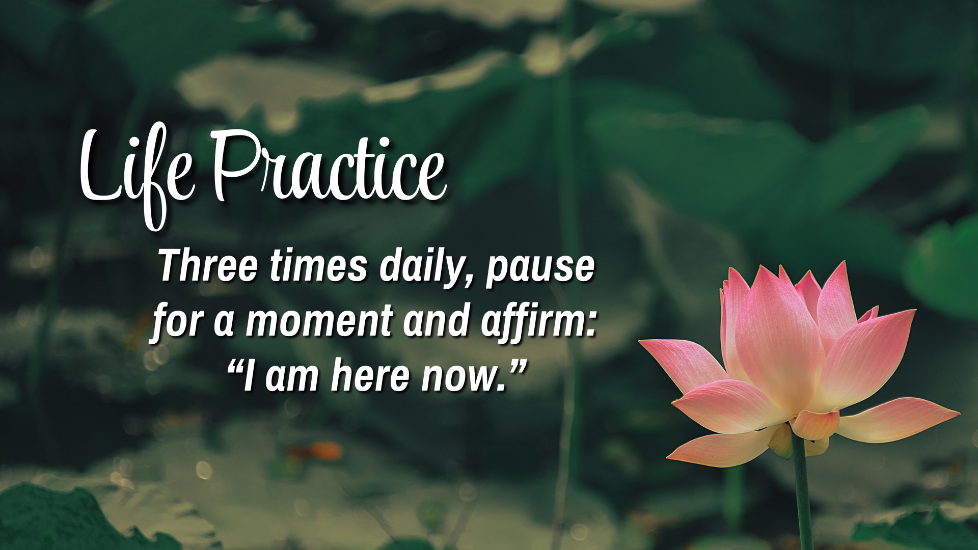  Life Practice

Three times daily, pause for a moment and affirm: "I am here now"
