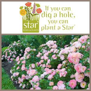 Star Roses & Plants