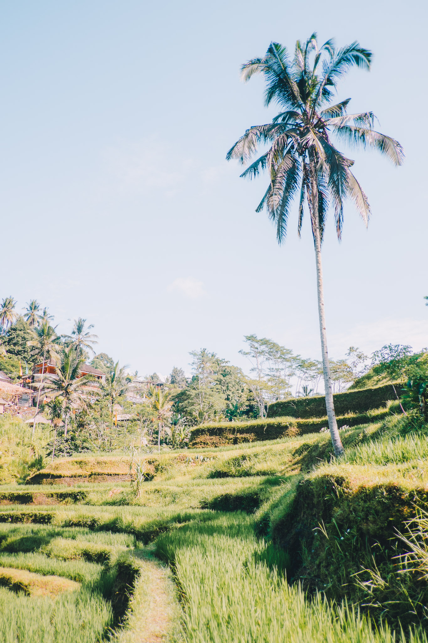 indonesia-bali-rice-fields-3.jpg