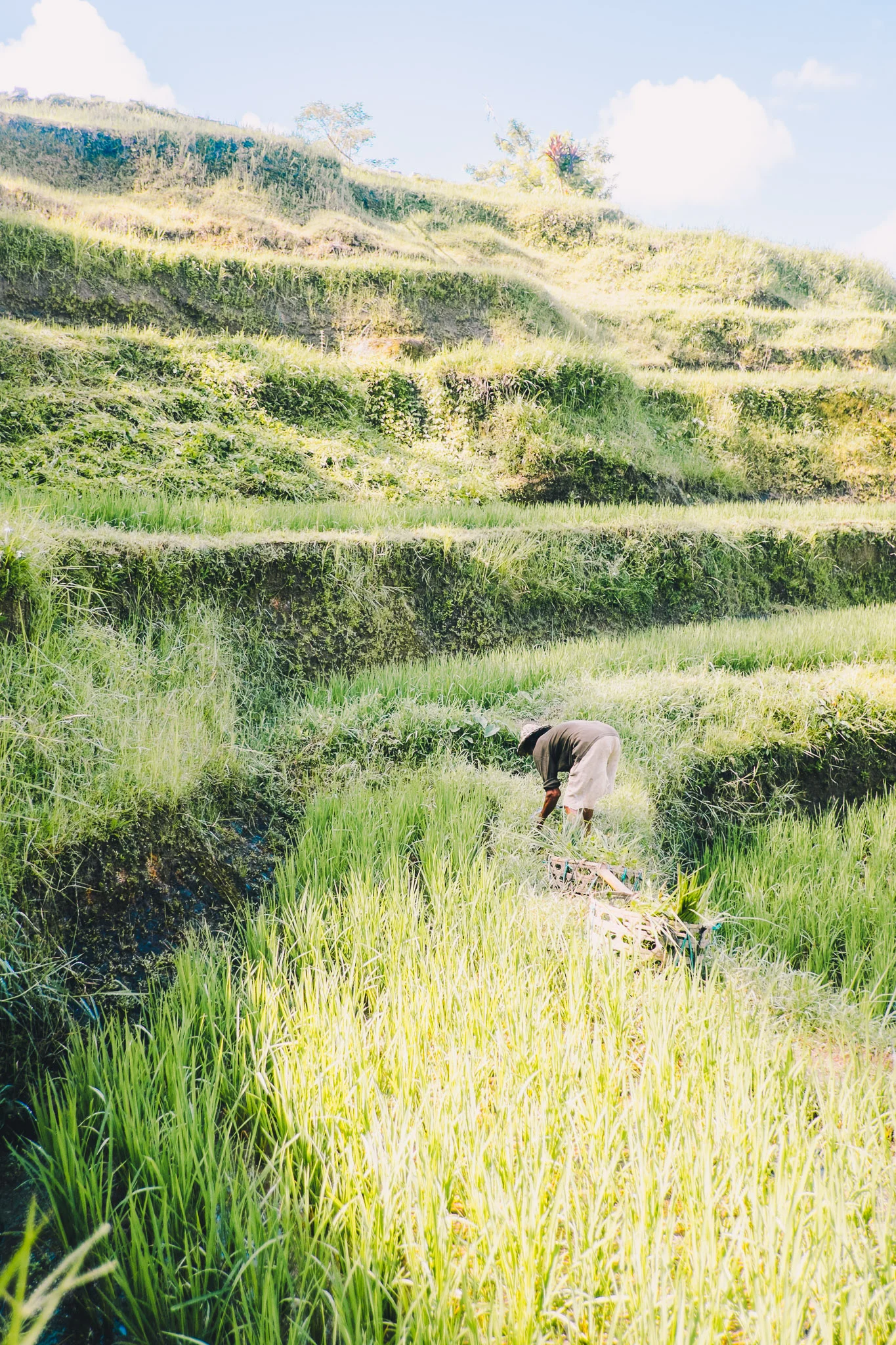 indonesia-bali-rice-fields-5.jpg