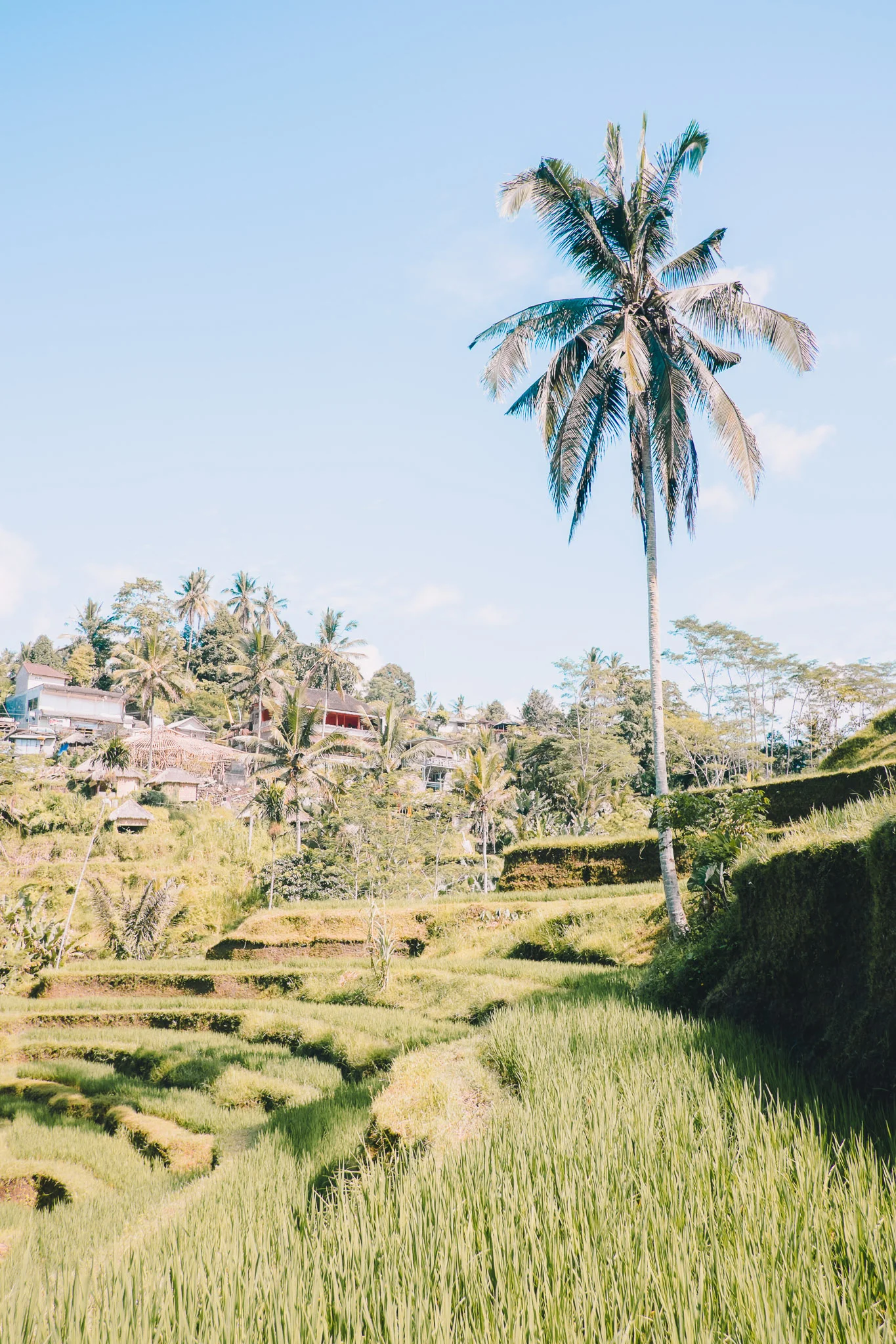indonesia-bali-rice-fields-6.jpg