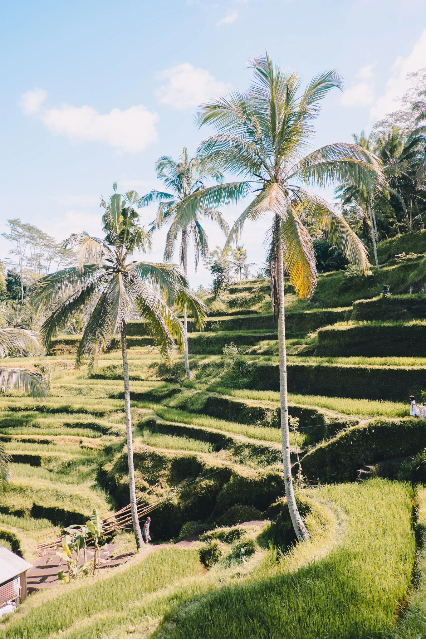 indonesia-bali-rice-fields-7.jpg