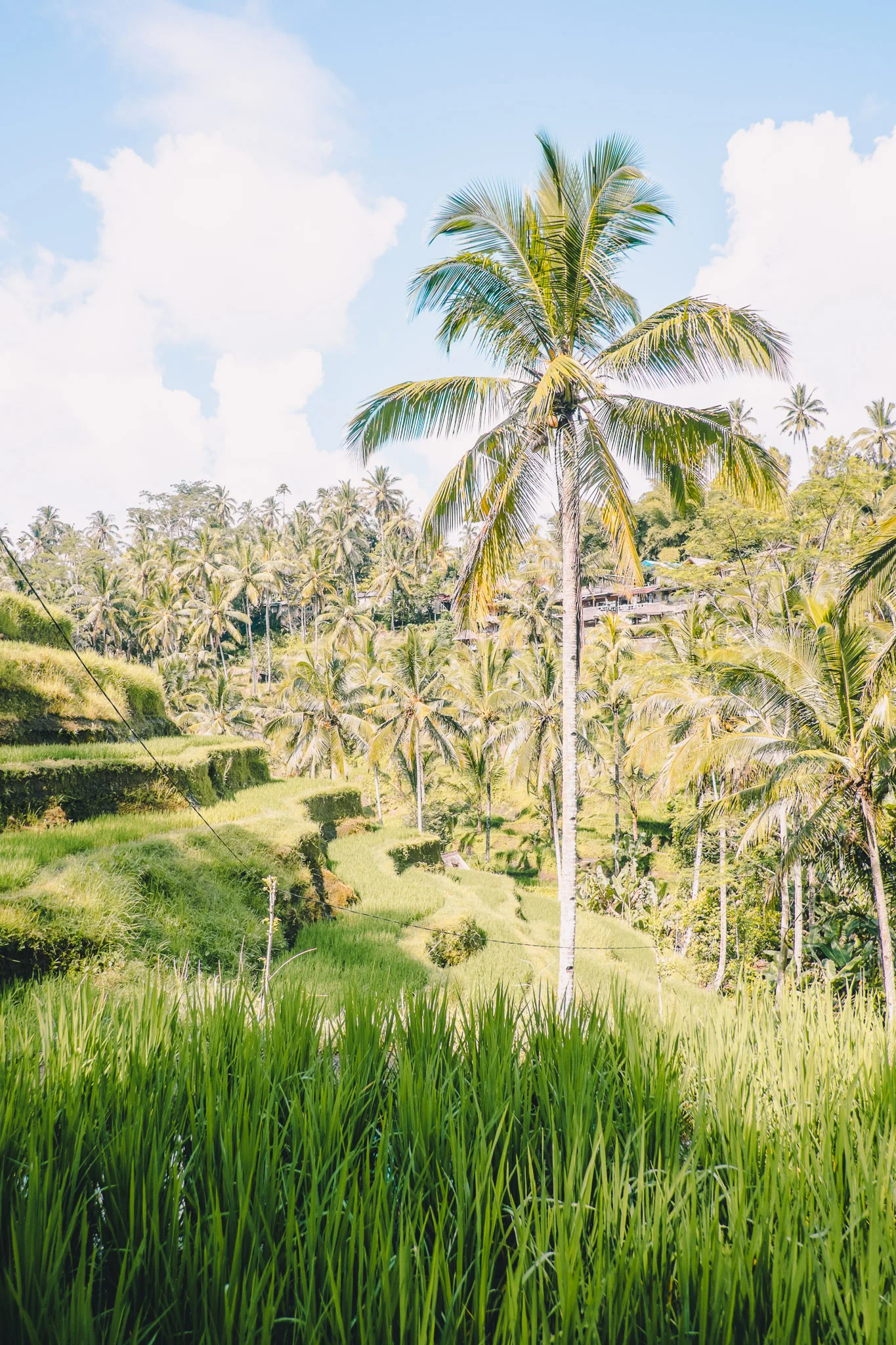 indonesia-bali-rice-fields-8.jpg