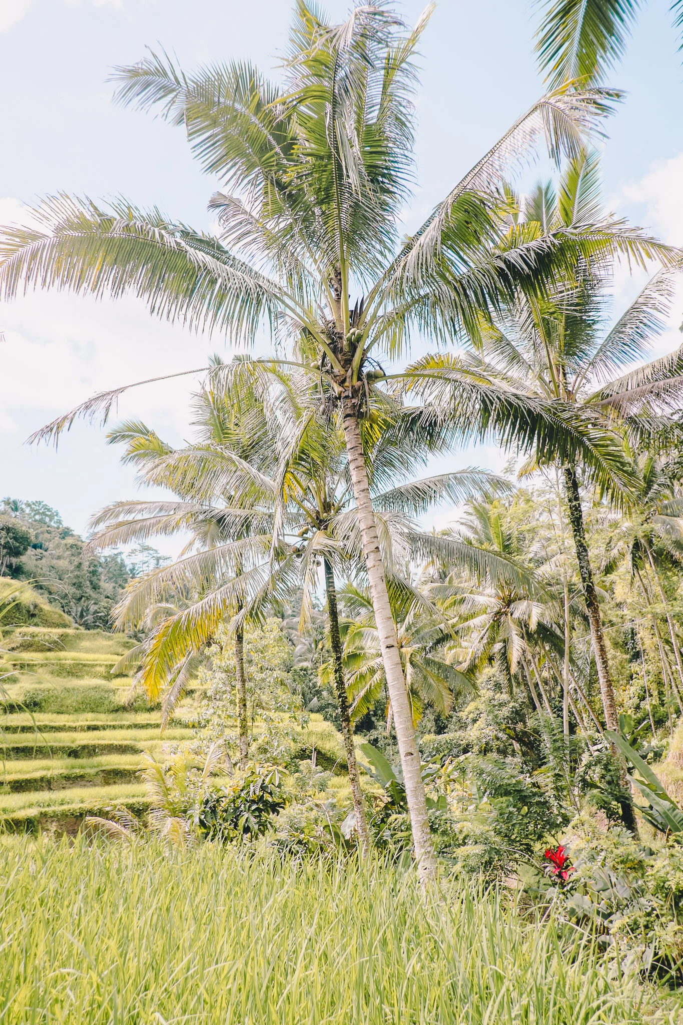 indonesia-bali-rice-fields-9.jpg