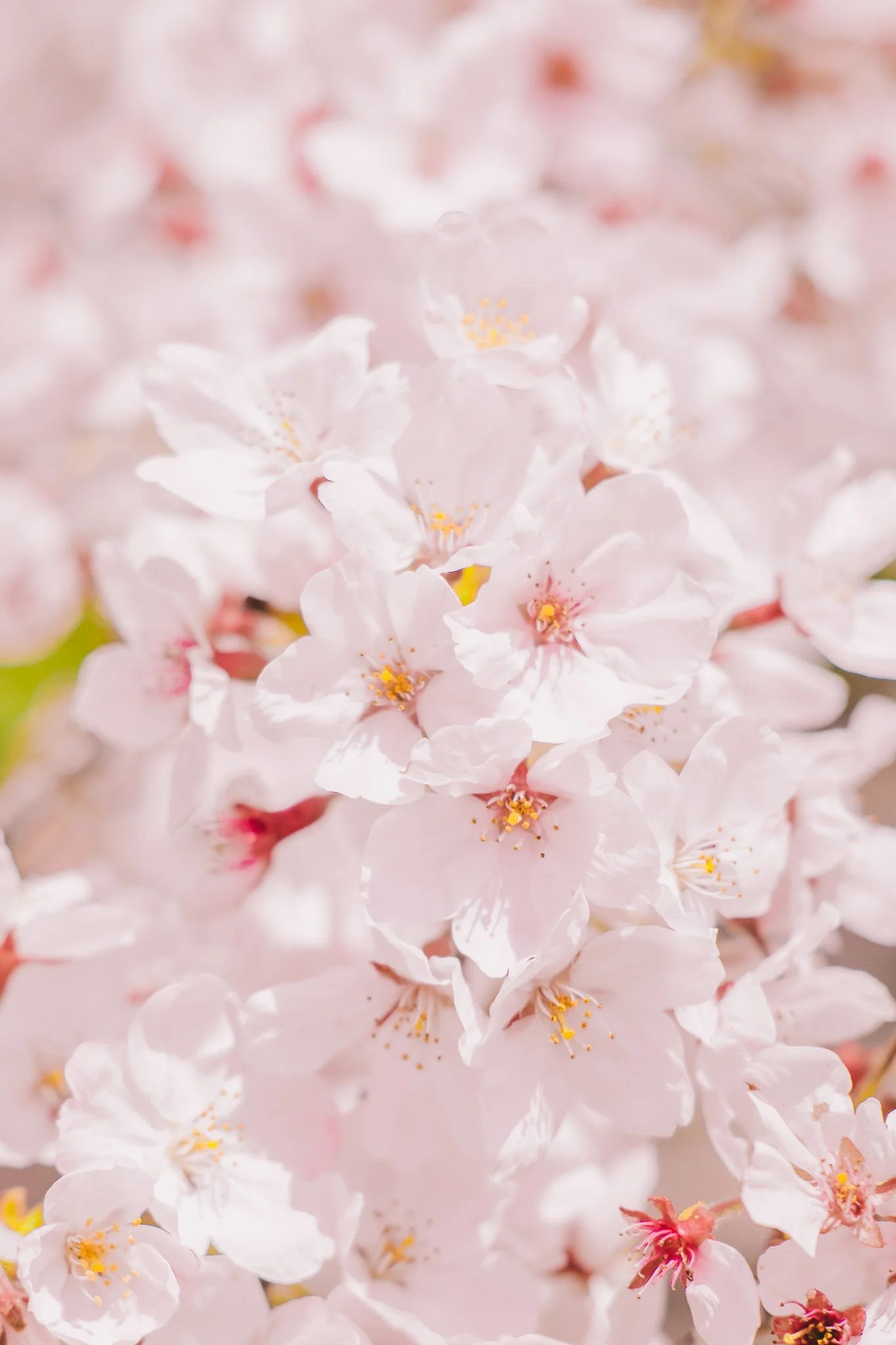 japan-tokyo-cherry-blossom.jpg
