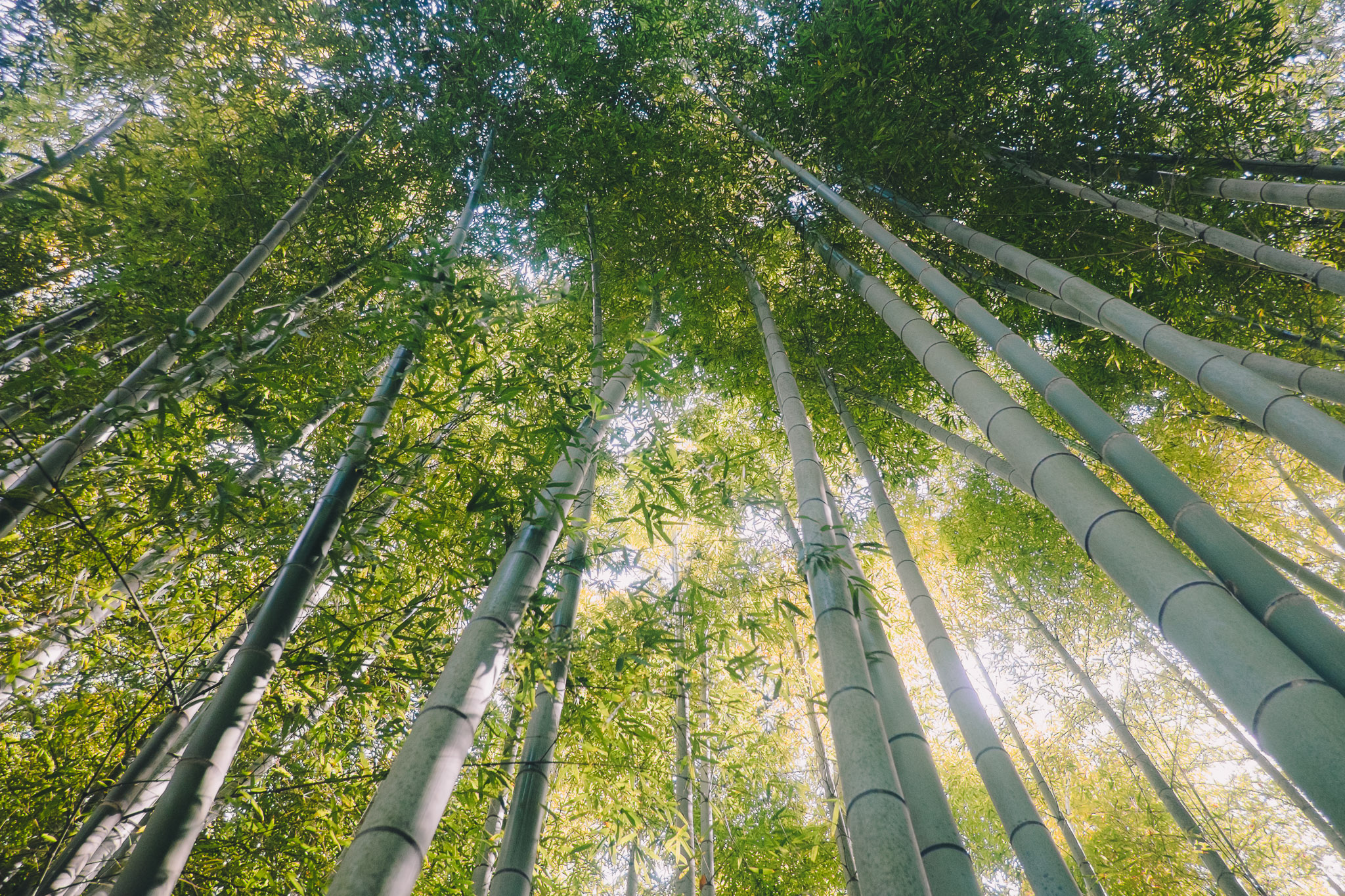 japan-kyoto-bamboo-forest.jpg