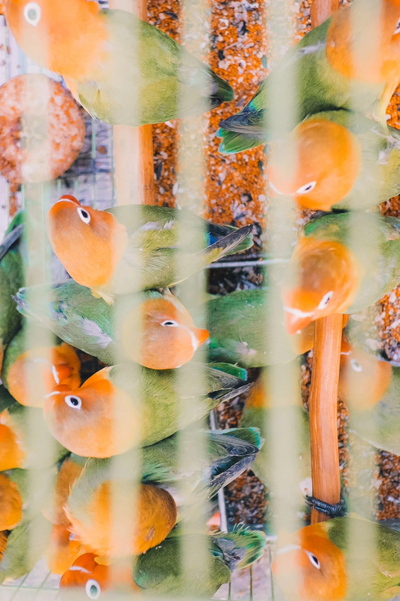 hong-kong-bird-market.jpg