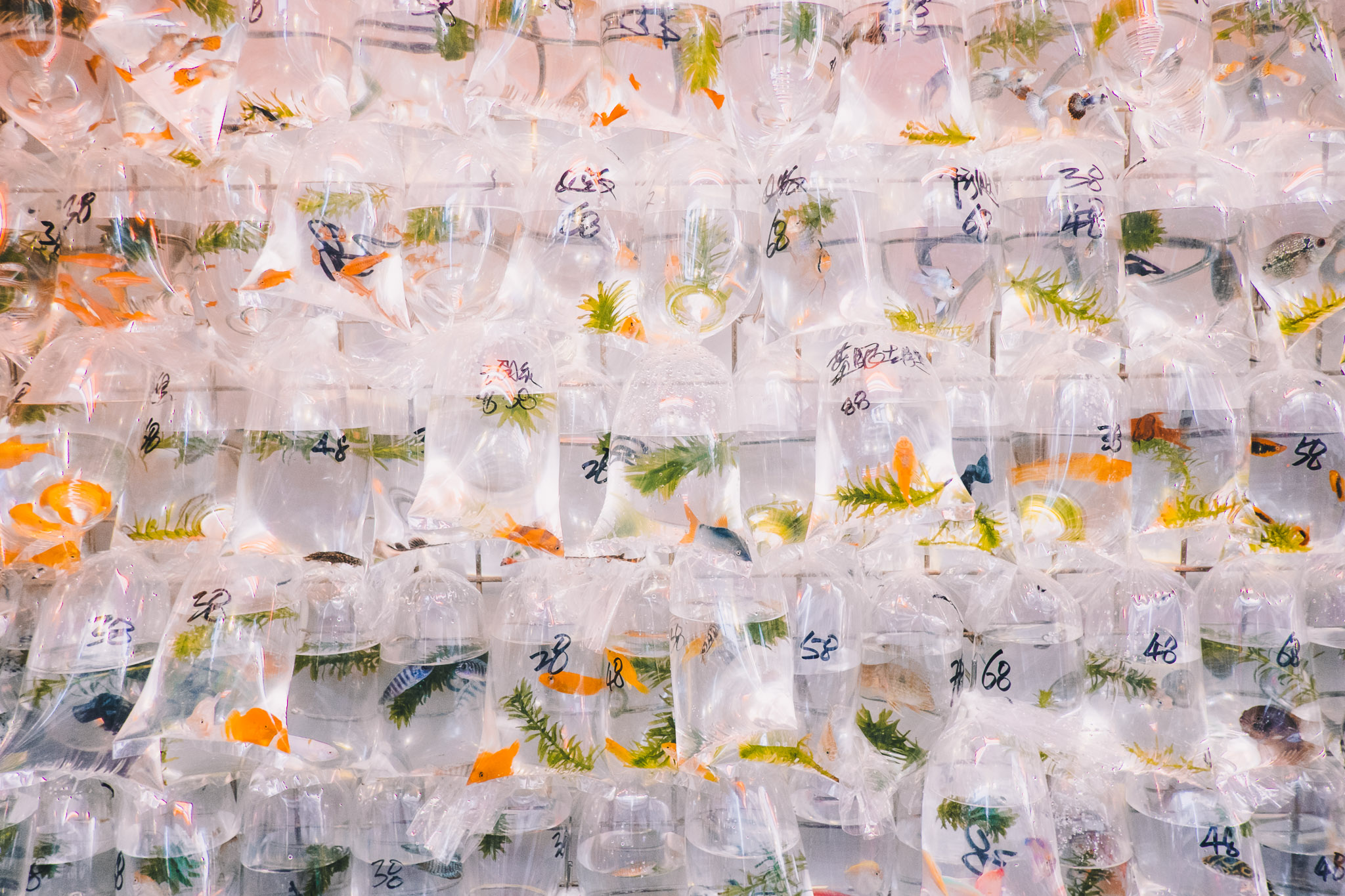 hong-kong-goldfish-market.jpg