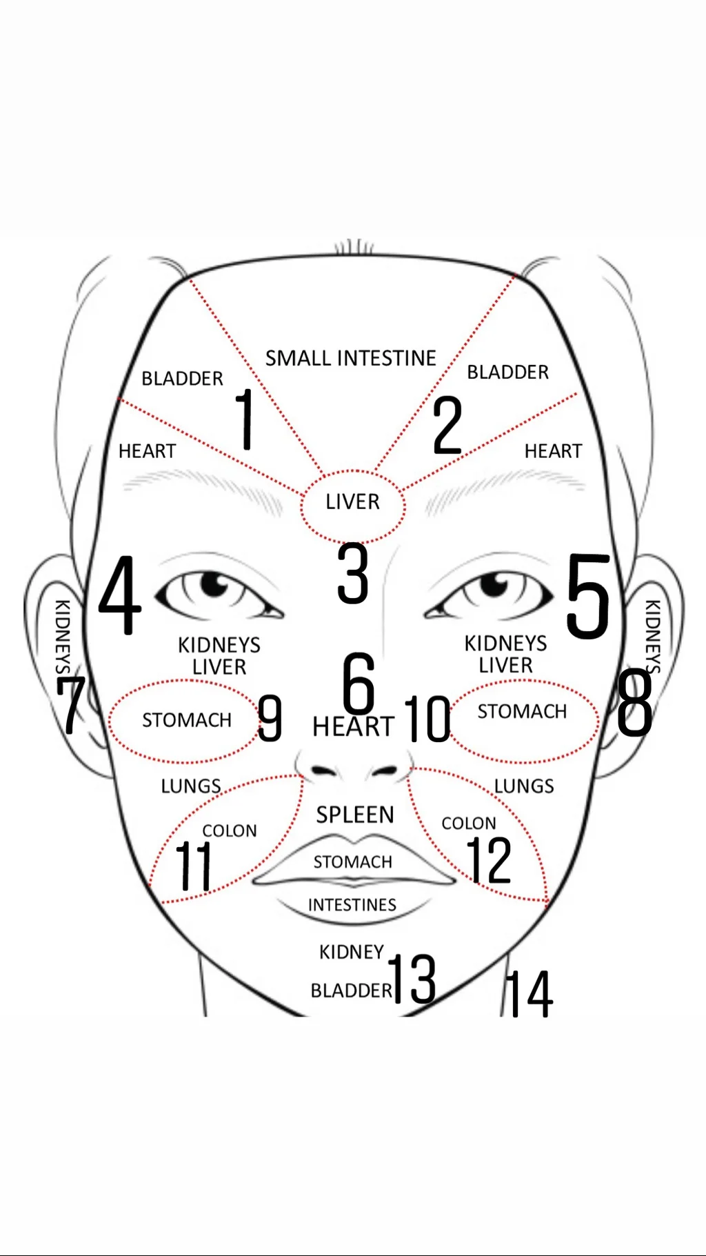 Chinese Face Mapping - What Your Organs May Be Trying to Tell You According to Your Skin