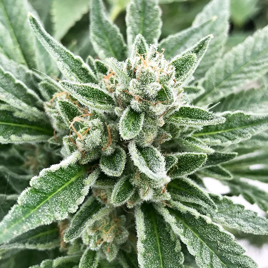 gg_bud.jpg