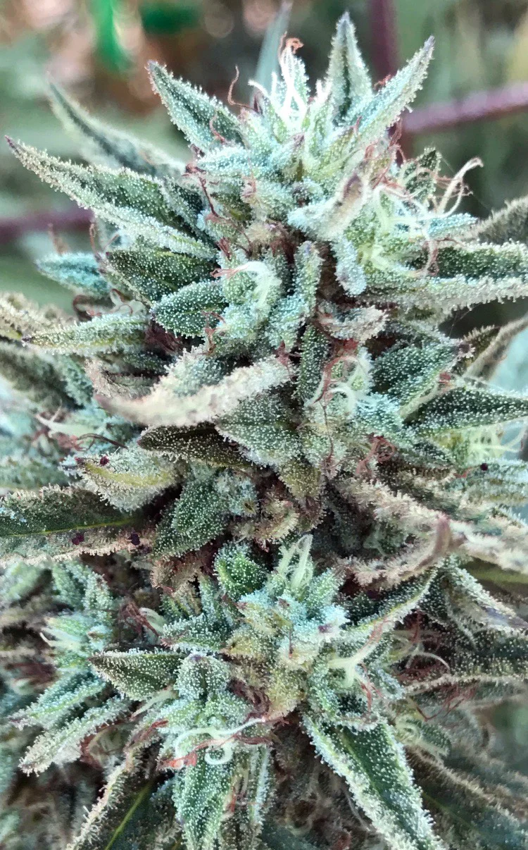 whitebuffalo_flower.jpg