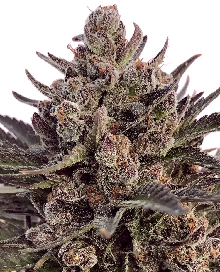 sourpatchkids_flower.jpg