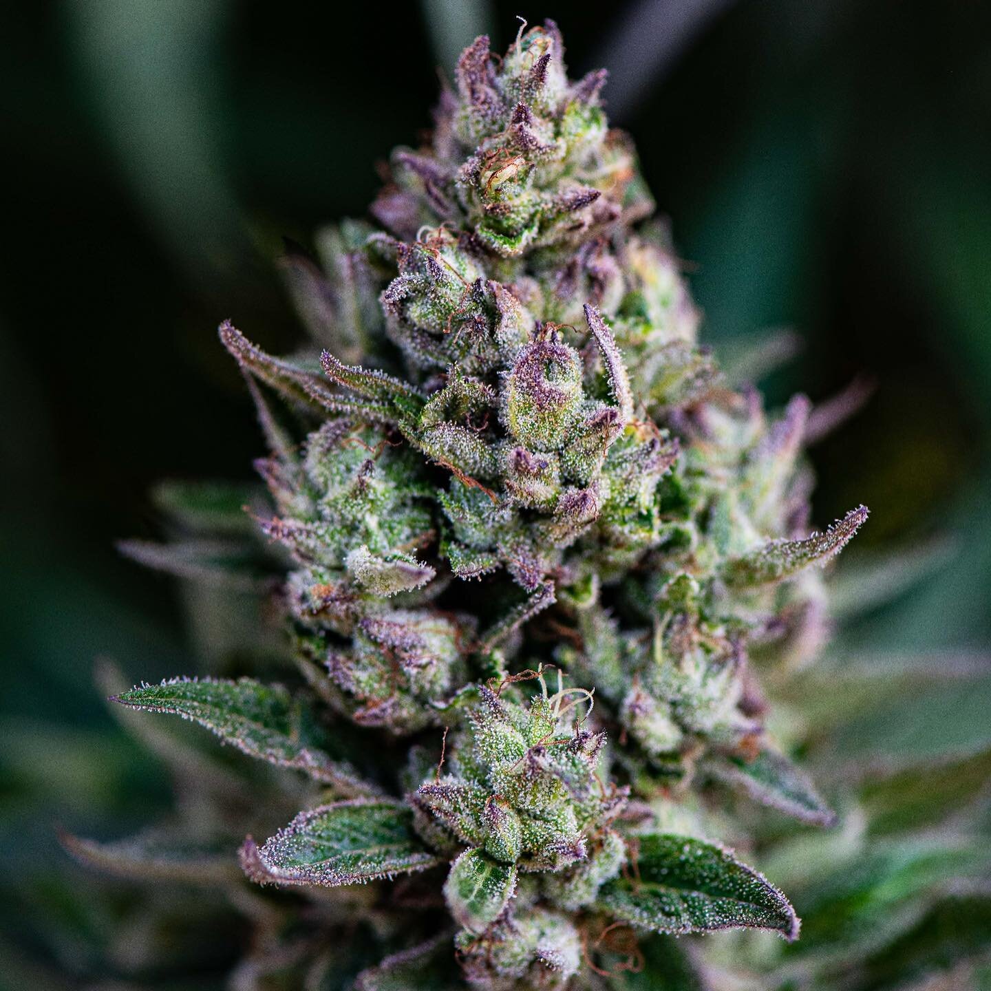 Banana 🍌Punch🥊  outdoor. Sonoma county grown on Joy Ridge. Thanks to @terpinatoroil for the shot! #cannabiscommunity #cannabis #thc #weed #weedporn #420 #california #norcal #indica #sativa #dabs #cultivate #grow #cannabisculture #weedstagram #hight