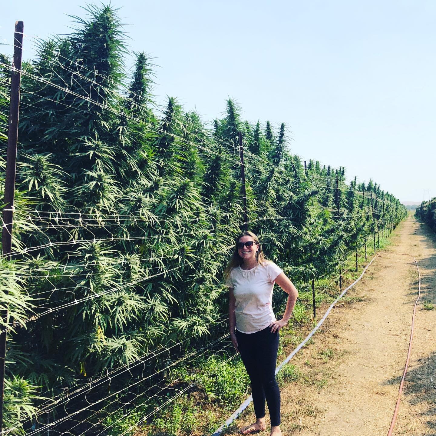 What a year in #DunniganHills it&rsquo;s been. 13 footers and .35lb dried colas. Organic @geoflora.nutrients really helped us get to the next level this year. #cannabiscommunity #cannabis #cannabisculture #joyridgefarms #thc #indica #sativa #pot #wee