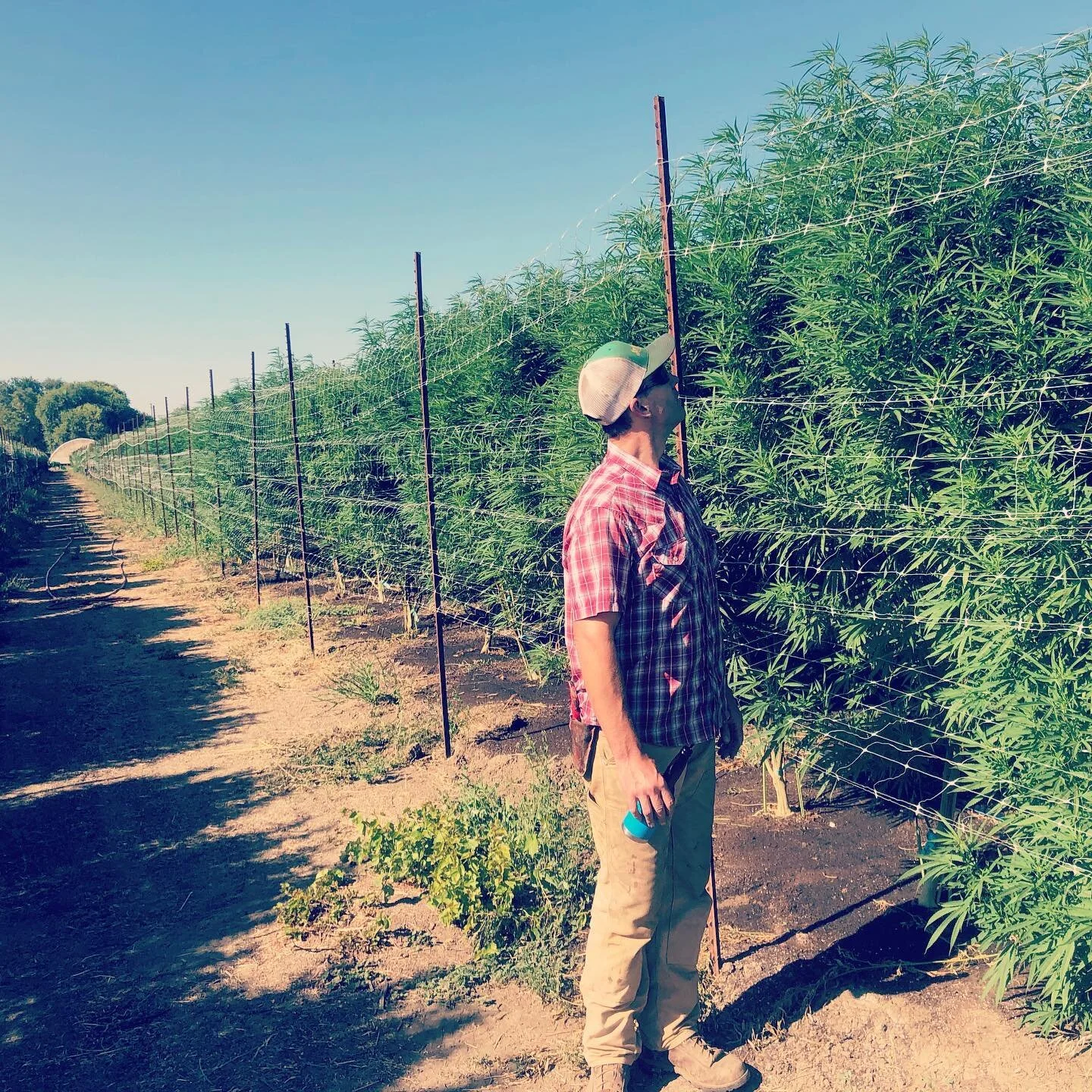 Walking through the monsters...everything charging past 9-10 feet. We will see how much further they go... organically grown with @geoflora.nutrients #blessed #greatseason #2019outdoor #bluedream #blackberryfire #strawberrybanana #blackjack #kush #ca