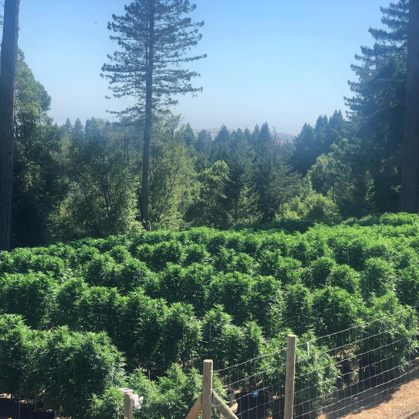 What an amazing year we have had out here on Joy Ridge in Sonoma county! We have just under 1,000 plants at our home location for #2019outdoor that have been blessed with some amazing weather so far. Crazy to say we will start harvest out here in abo