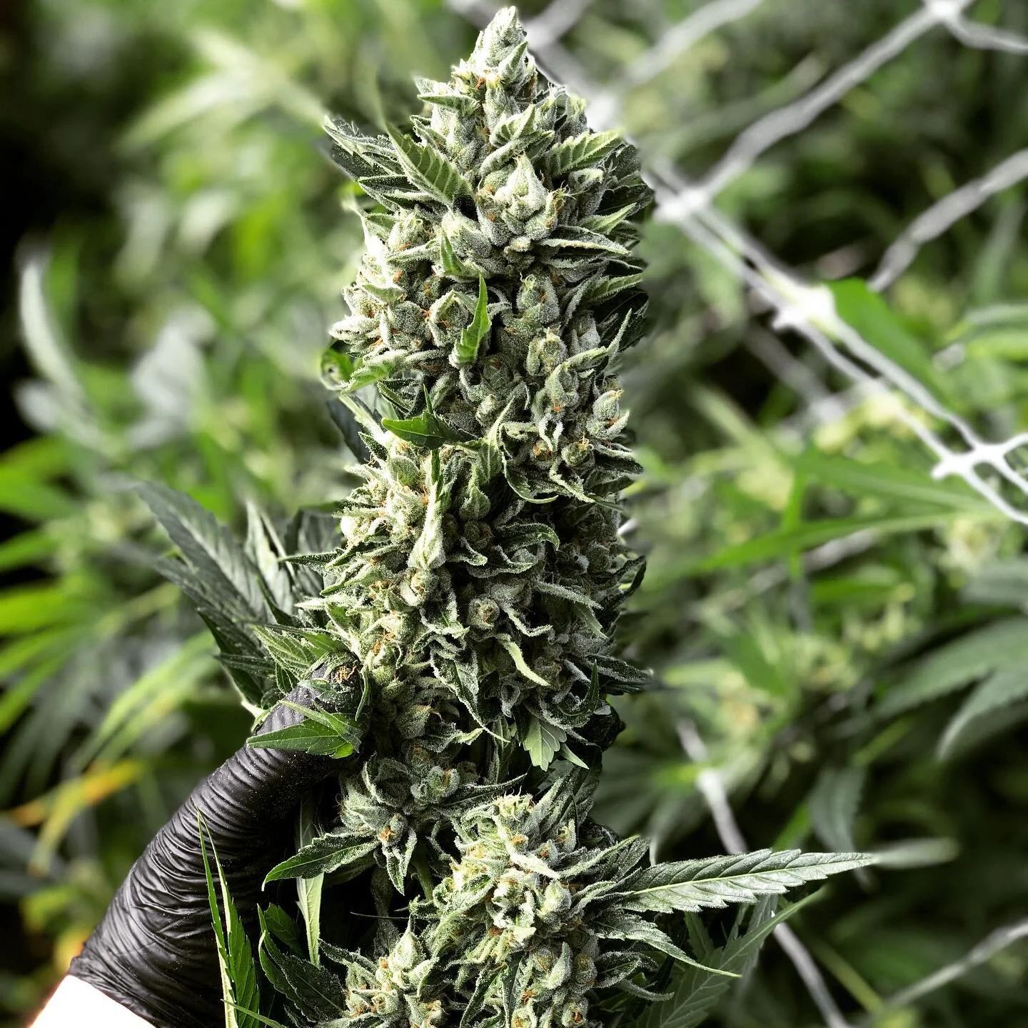 Strawberry 🍓 Banana 🍌 
Total THC : 29.8%
Total cannabinoids: 35.8%
Growing straight 🔥 out here and have the numbers to back it up. #JoyRidgeFarms #DunniganHills ##cannabiscommunity #cannabis #weedstagram #weed #cannabisculture #thc #legalweed #lig