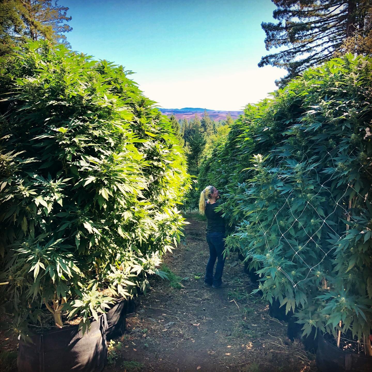 September 20, 2019
Strawberry 🍓 cheesecake from @thehumboldtseedcompany and @darkheart.nursery pushing 10 feet in west Sonoma county on Joy Ridge. Just under 1,000 total plants. Yolo team coming through strong like they always do! @samanthacloie alw