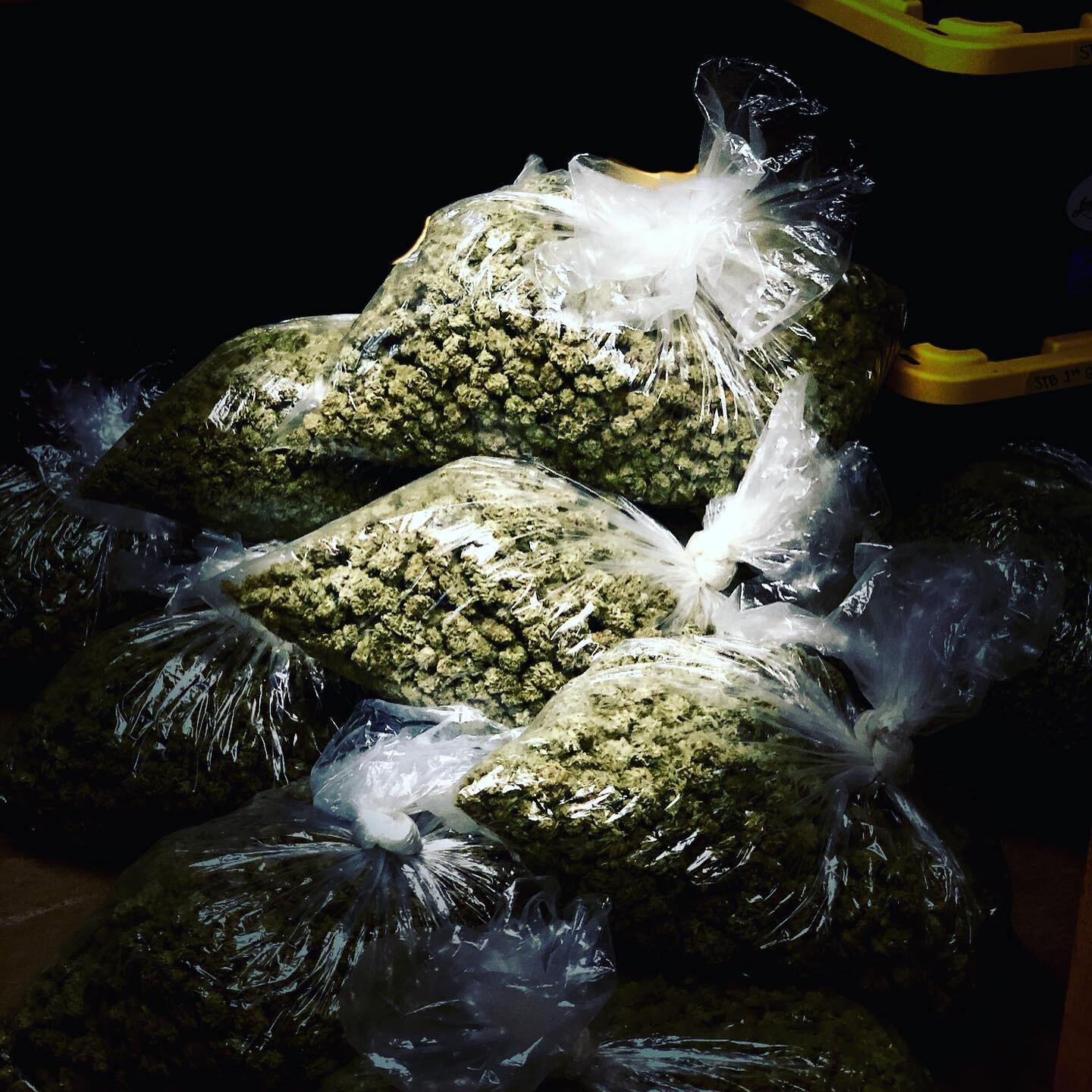 We hope everyone is staying safe out there in these crazy times. Best wishes to all from the joy ridge farms family. #family #cannabiscommunity #cannabis #cannabissociety #cannabisculture #canna #hightimes #highlife #pounds #weedporn #weed #weedlife 