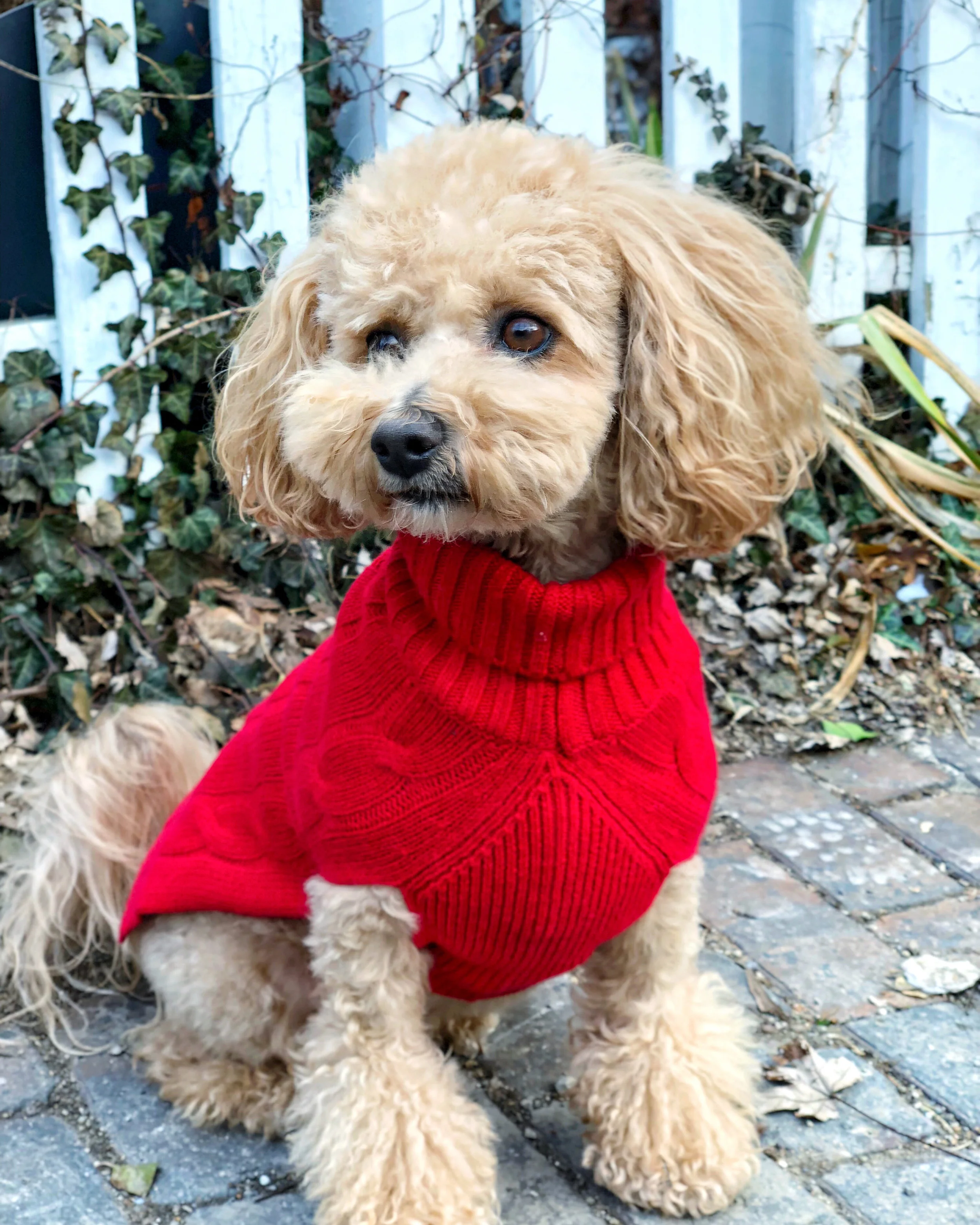 Canine Styles3.jpg
