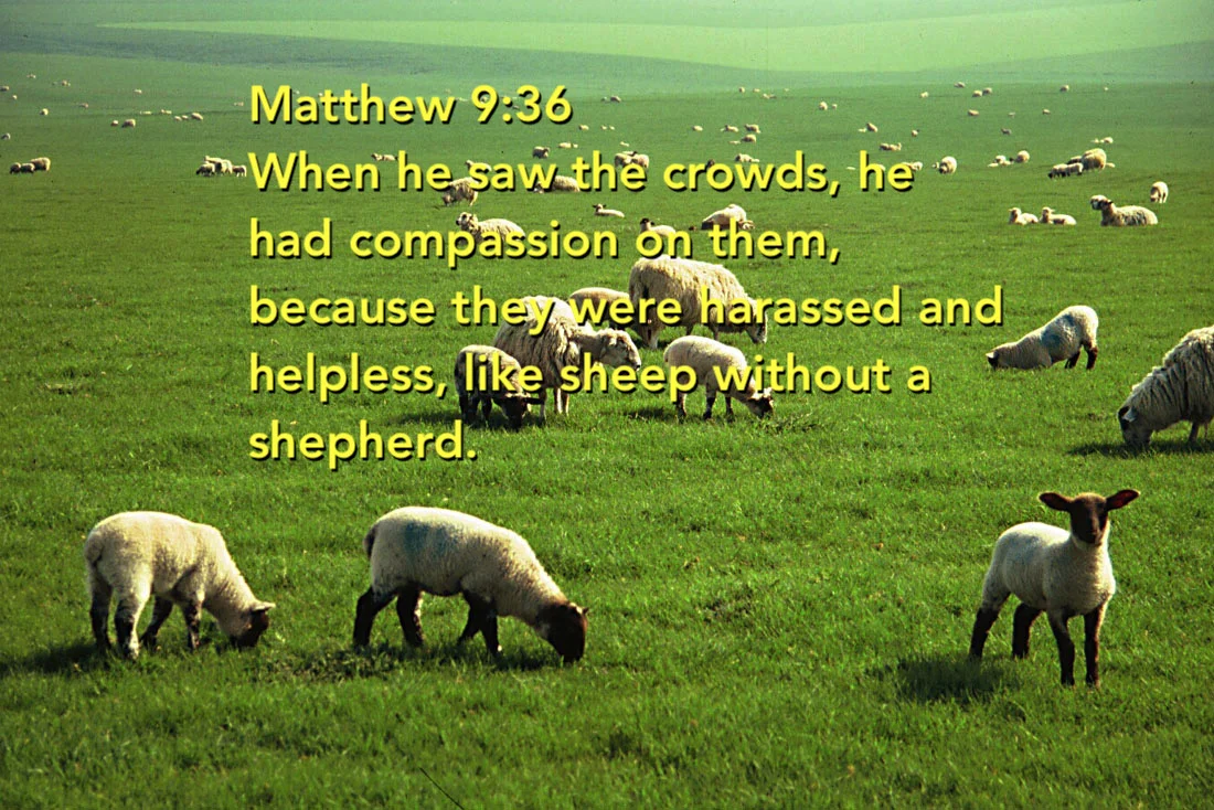 sheep-graze-nofence.jpg