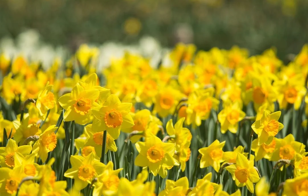 Bright yellow flowers field with full of daffodils.JPG