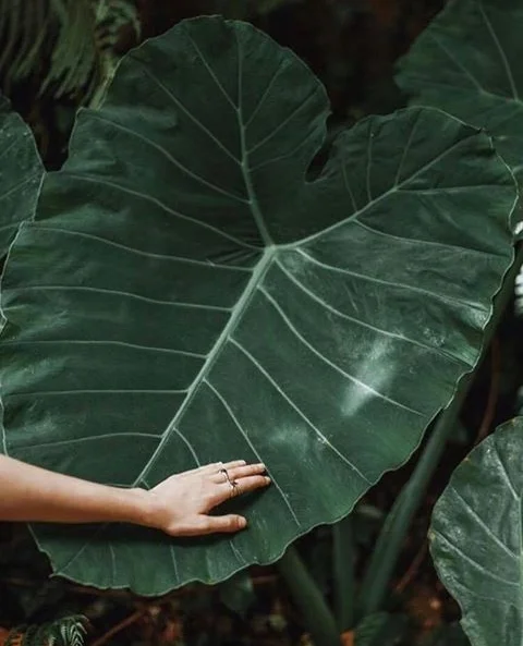 2. Using Nature to find your Zen