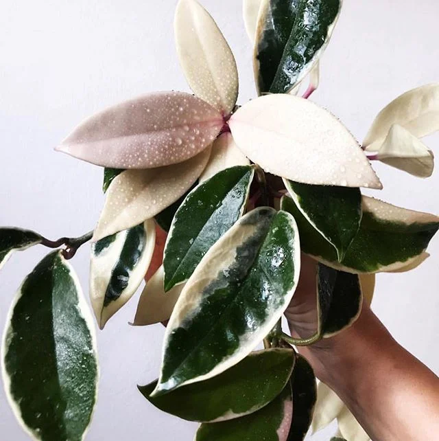H O Y A :: This post is for @tpm88 who is obsessed with getting a #hoya ever since We included one in our friends loungeroom makeover. They're so attractive and easy to care for but I think he mostly wants one for the name - which he yells loud and obnoxiously, kind of like a Greek cheers HUOY YA... but you really can’t go wrong with a Hoya - otherwise known as Wax Plant (because of their thick waxy leaves) In general they like medium to bright indirect light, they're hardy, think of them a similar to a succulent so less is more when it comes to watering and make sure the pot has good drainage. They also don't mind smaller pots so you don't have to constantly pot them up. 
There are some amazing Hoya cultivars to choose from - I’ve made a photo list of my top 5 favourites (there’s a lot more) 1. The variegated leaves of the #hoyacarnosavariegata 2.The old faithful #hoyacarnosa the most traditional and possibly hardiest 3.The pink and white leaves of the #hoyakrimsonqueen 4. The perfectly oval leaves of the #hoyaobovata and 5.The cutest loveheart leaves of the #hoyakerrii or sweetheart plant. Hoyas are also fairly easy to propogate so if you know a friend (or grandparent) with one - try taking a cutting and growing one yourself! 🌱