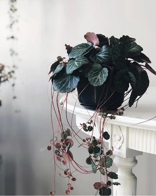 🍓 #saxifragastolonifera otherwise known as #strawberrybegonia or #motherofthousands named so for the little baby leaves that shoot out from it’s delicate hanging tendrils. Indoor Care Tips: Don’t overwater or leave roots sitting in water💧 ideal lighting is a few hours of morning light ☀️ responds well to propagating 🌱Image via @littleandlush