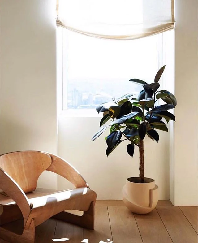 S U N :: The perfect morning ☕️ spot with a Ficus elastica soaking up some rays in a gorgeoussssss pot by @lightandladder and that #joecolombo plywood armchair. Image Via @nicole_franzen