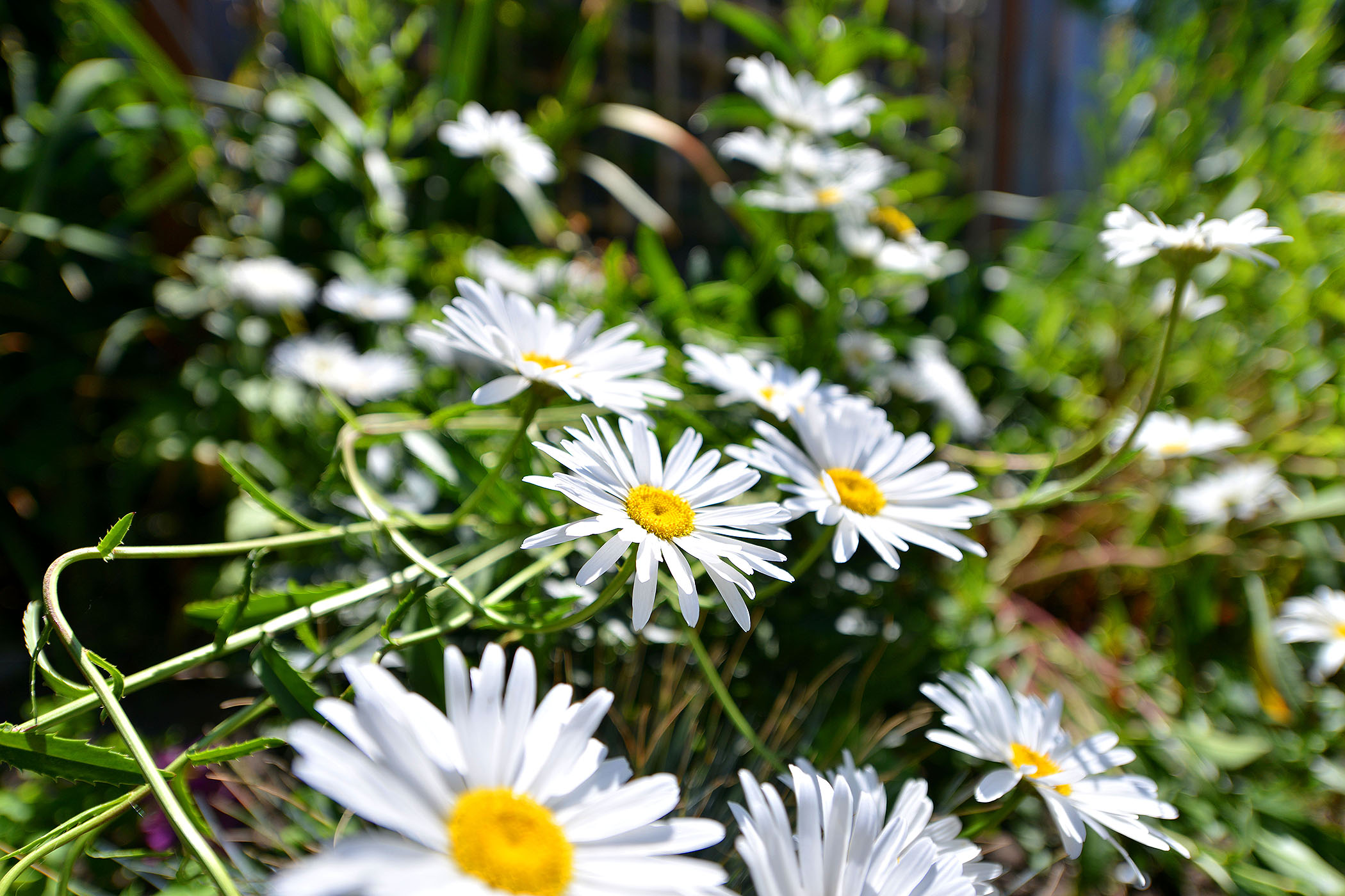 Flower Vignette.jpg