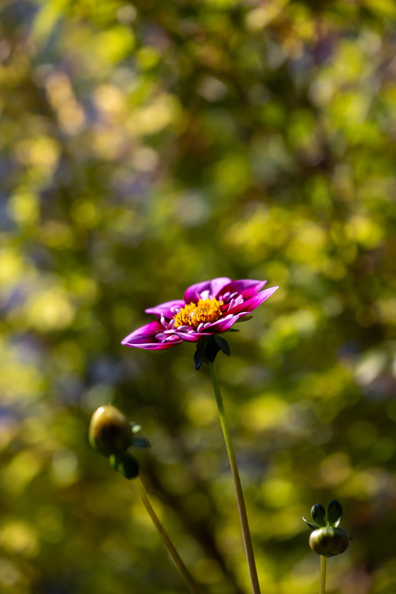 056_2655_shady_56_of_61_943.jpg