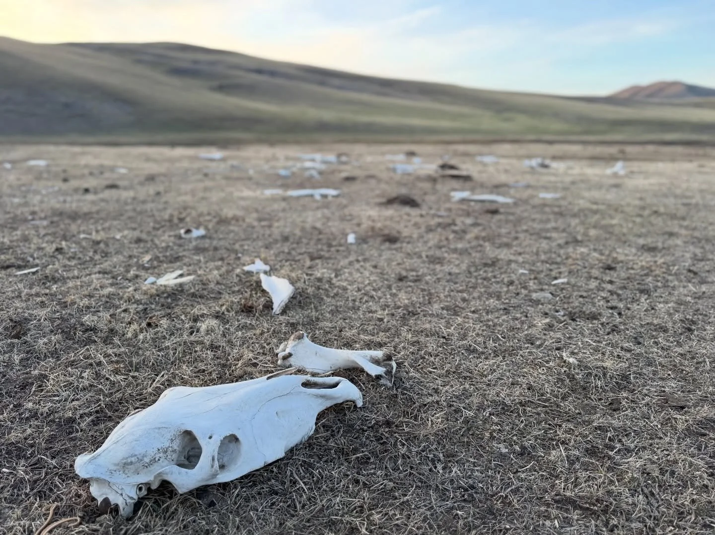 Jet lag kicked and feeling so full of gratitude. Thank you @wanderlust.theatre.fest , @assitejofficial and @assitejmongolia for inviting me to join this incredible cohort of artists. I am a better collaborator, theatre maker, and human than I was a m