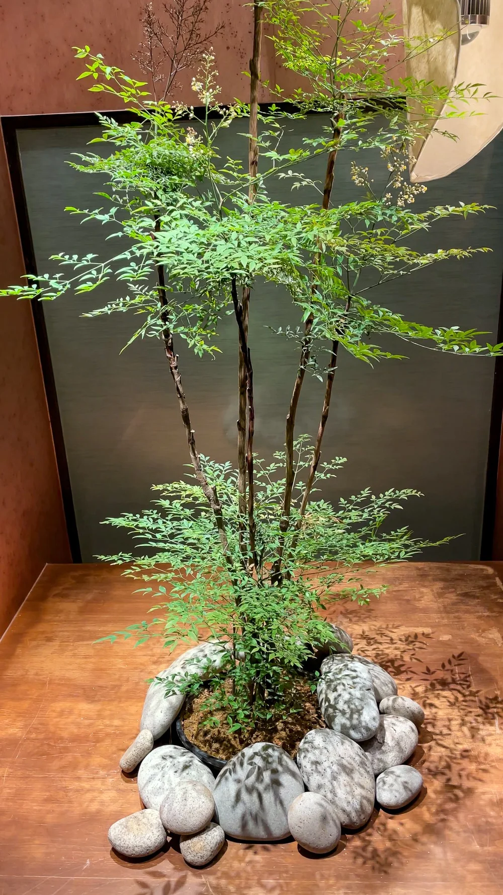 光影投射出的樹蔭,靜謐的氛圍。( お肉割烹 而今—Interior Design by The9Life)