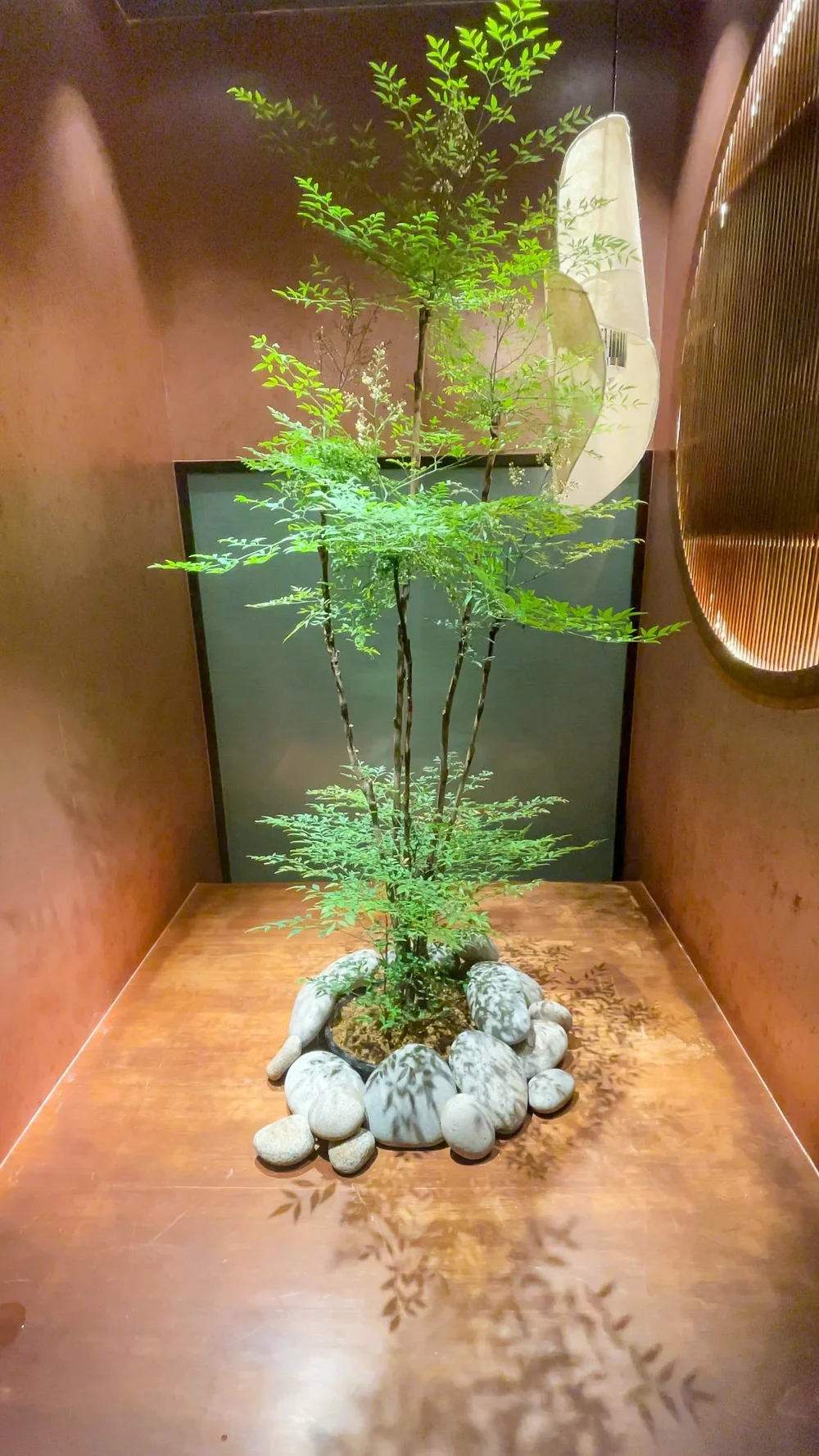 穿過長廊進入用餐吧台區,就能見到植物本尊及燈飾。( お肉割烹 而今—Interior Design by The9Life)
