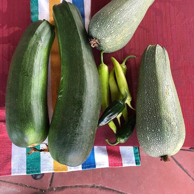 My garden is finally paying off. I have squash, zucchini,  peppers and pumpkins on one side of the yard.