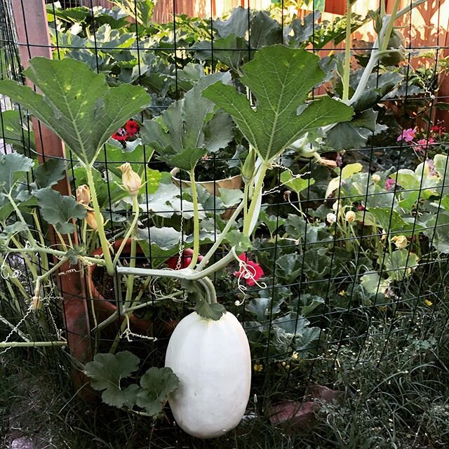I never planned to grow pumpkins but it came out of the compost. I wonder how big it will get?