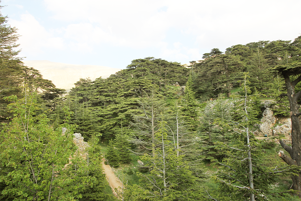 FORÊT DE CEDRES DU LIBAN | crédits photo : AER Architecture