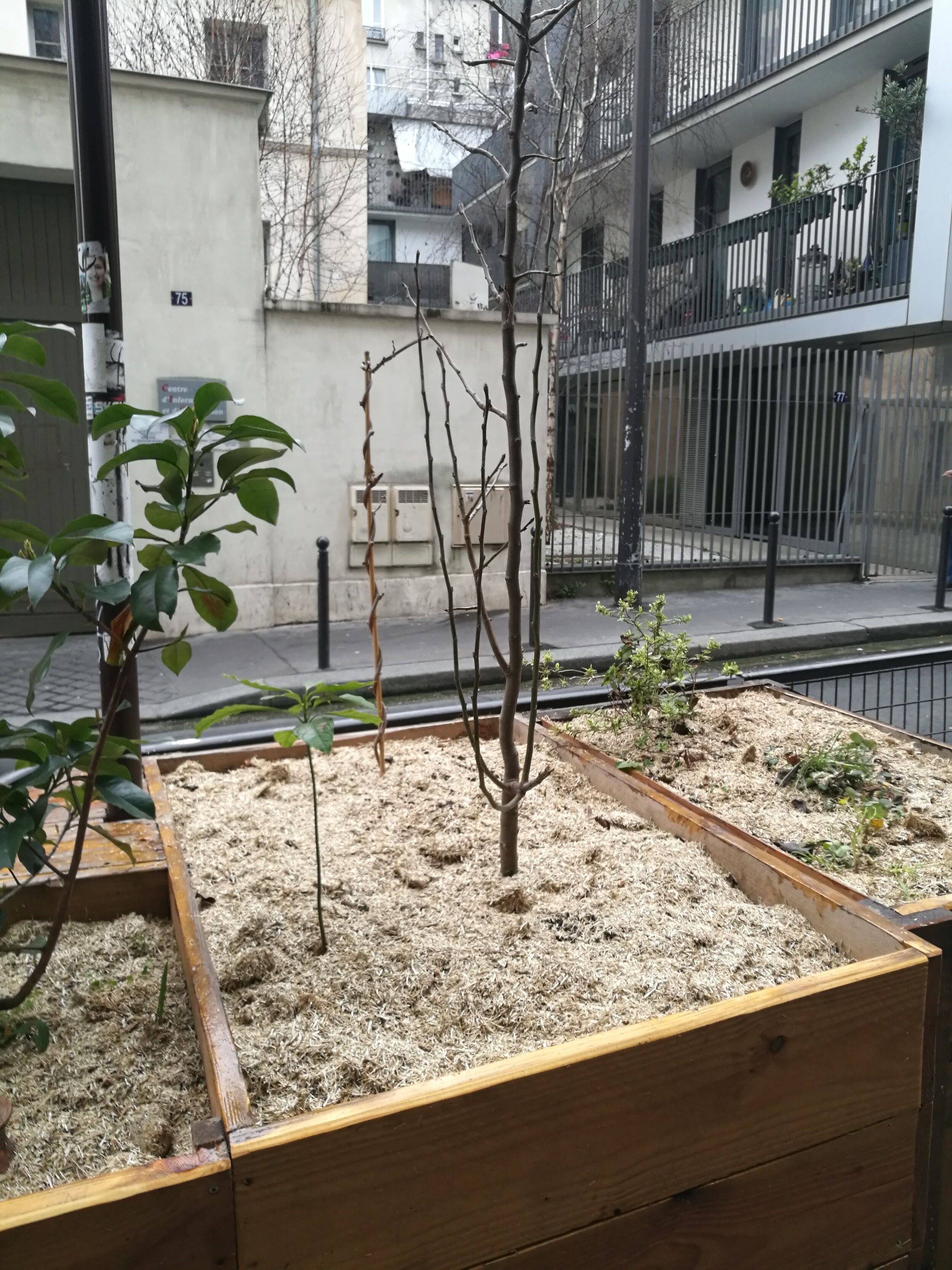 REALISATION DU PROJET DE VEGETALISATION URBAINE | crédits photo : AER Architecture