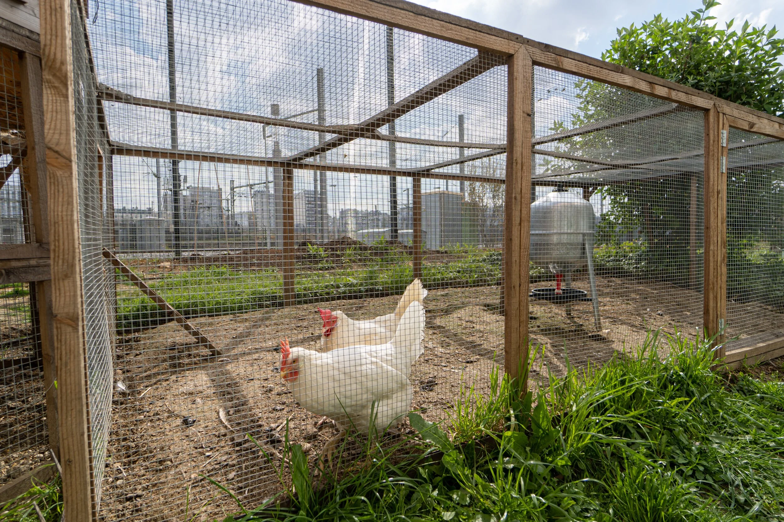 ARRIVEE DES POULES DE COCOTARIUM !  | crédits photo : AER Architecture &amp; Anne-Sophie Martorana