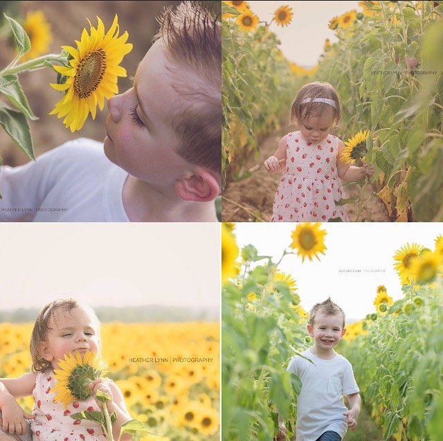 Hey everyone! It's no secret that summer is my favorite time of year, and it's even better this week because the sunflowers are finally in bloom!🌻 I'm offering only a very few exclusive sunflower sessions this week. 
Sessions are $150 and up to 60 m