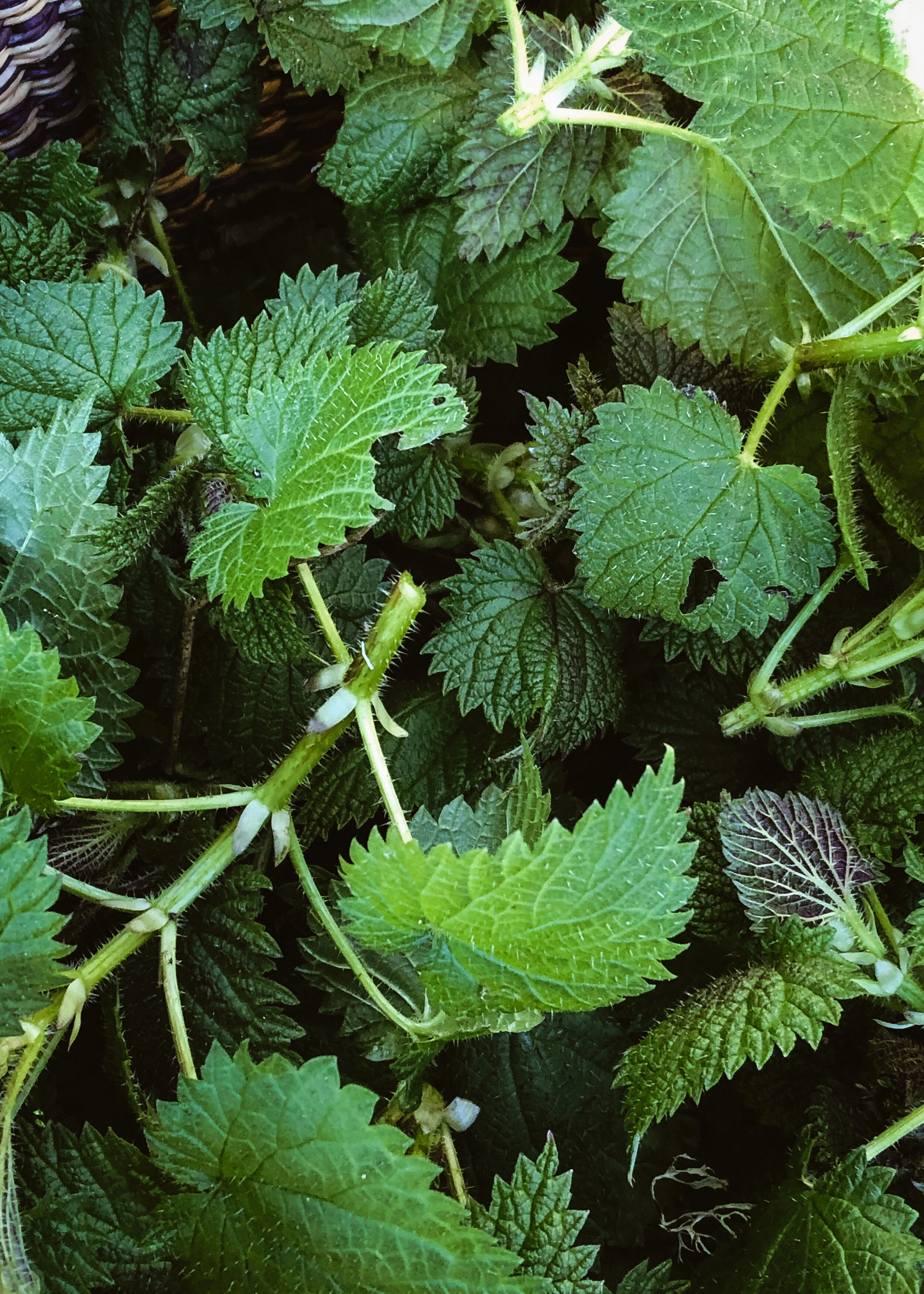 Spring Foraging Nettles — Kitchen Unnecessary